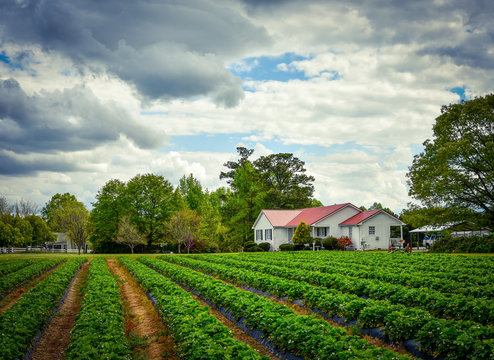 A landscape of a rural house on a farm in North Carolina with rows of green crops in the foreground.