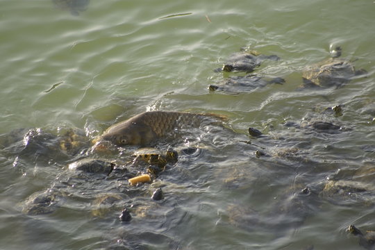 Mauremys leprosa galapago leproso laguna de la barrera malaga colonia de santa ines concentracion con carpa enrome