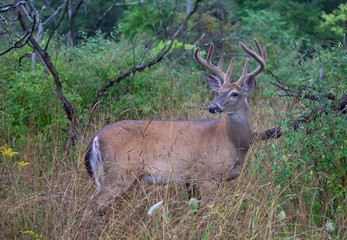 Naklejka na ściany i meble White-tailed deer buck on an early morning with velvet antlers in summer in Canada
