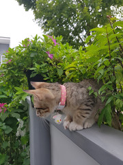A tabby kitten with pink collar looing down from a wall preparing to jump