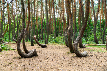 Krzywy las pod Gryfinem © Lukasz Struk