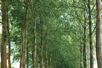 Fototapeta premium Tree covered pathway
