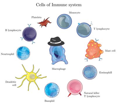 Immune cell army is the immune system that protects human body against infection and pathogens.