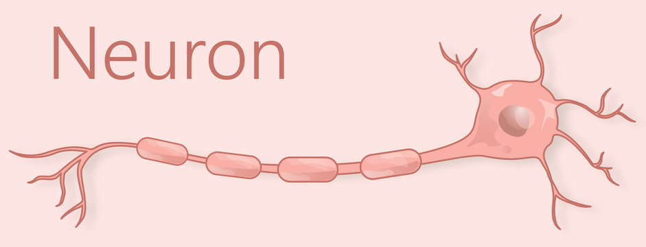Simple human brain neuron biomedical illustration showing axons, myelin, synapse and dendrites.