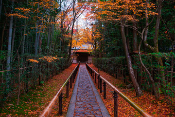 Fototapeta premium 京都 高桐院の紅葉