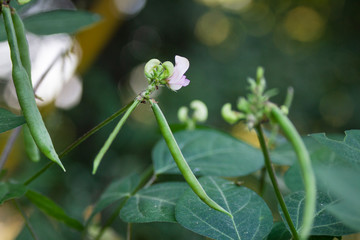 Wild flower of Oklahoma, Amberique Bean