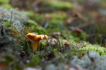  Mushroom chanterelle  in the woods among the moss yellow chanterelles. Mushroom picking and cooking.