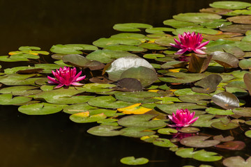 Colorful lotuses on the pond