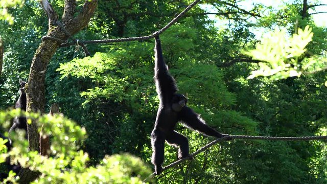 The black-headed spider monkey, Ateles fusciceps is a species of spider monkey, a type of New World monkey, from Central and South America.