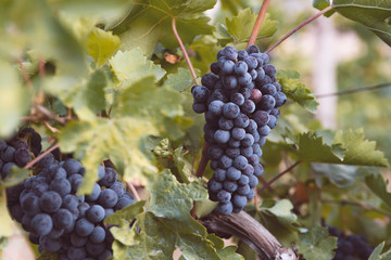 harvest of blue grapes. fields vineyards ripen grapes for wine