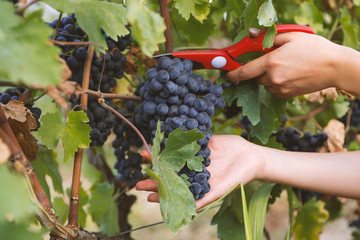 close-up man picking red wine grapes on vine in vineyard.harvest of blue grapes. fields vineyards...