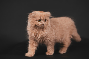 Cute gray longhair scottish fold cat on black background