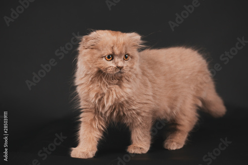 Cute Gray Longhair Scottish Fold Cat On Black Background Stock