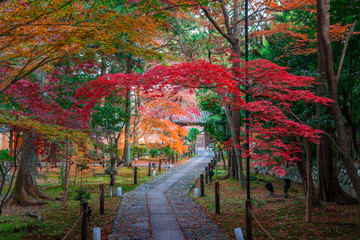 Naklejka premium 京都 鹿王院の紅葉