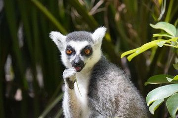 lemurs of Madagascar 