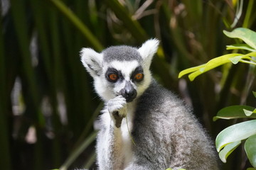 Fototapeta premium lemurs of Madagascar 