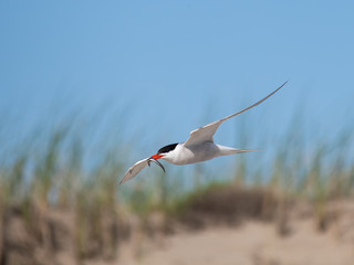 Common Tern with capelin fish in flight against blue sky