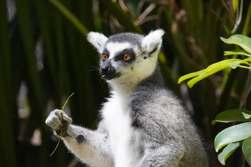  lemurs of Madagascar 