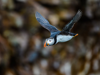 Atlantic Puffin in Flight against a Cliff