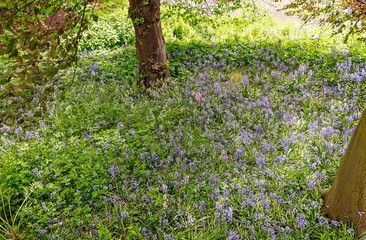 Bluebells