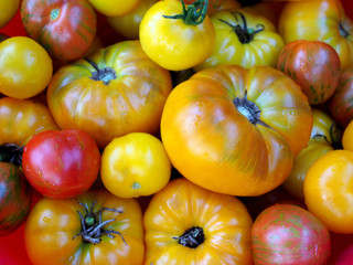 Many ripe tomatoes of different colors as background