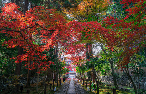 鹿王院 Photos Royalty Free Images Graphics Vectors Videos Adobe Stock