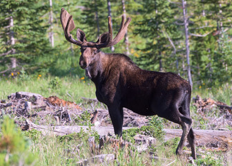 Shiras Moose in the Rocky Mountains of Colorado