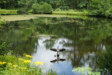 池と花と鳥