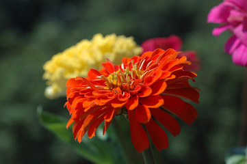 Zinnias of different colors bloomed in the summer garden