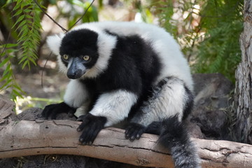  lemurs of Madagascar 