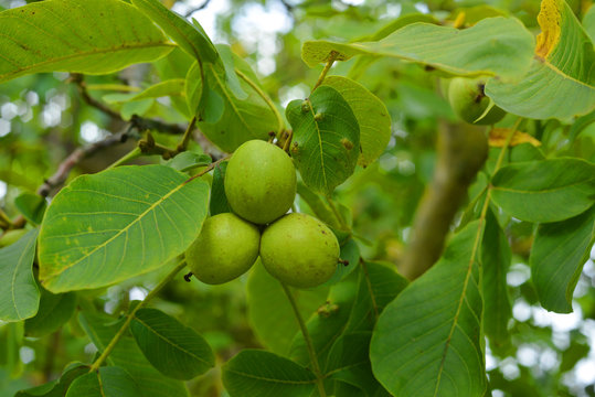 Walnut fruits on a tree outdoor with green leaves