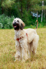 Dog breed Afghan hound