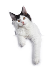Handsome black and white Maine Coon cat kitten, laying down facing front. Looking at camera with brown eyes. Isolated on white background. Paws hanging relaxed over edge.