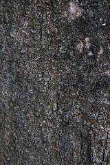 Mango bark