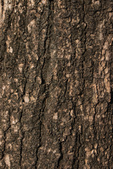 Fototapeta premium Mango bark