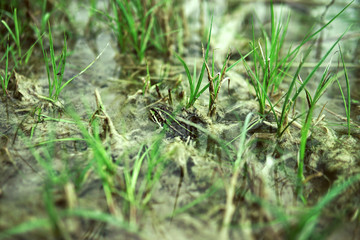 Roots under water. Flooded trees. Lovely landscape