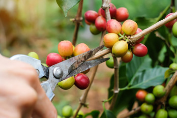 farmers cutting branch of cherry Coffee, red or ripe arabica berries. Harvesting, agriculture, plantation concepts