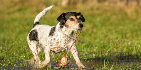 Cute Little Jack Russell Terrier dog is playing with his ball and carrying the toy