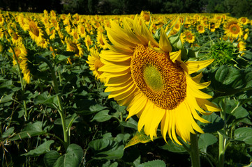 Sunflower Field, Spain