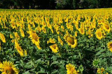 Sunflower Field, Spain