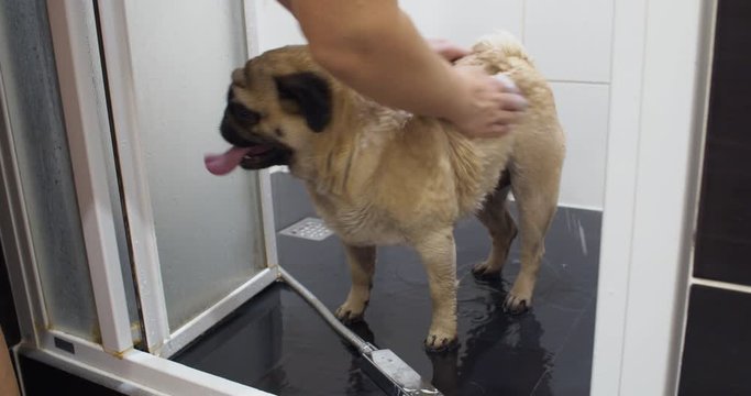Cute funny pug dog taking shower, bath