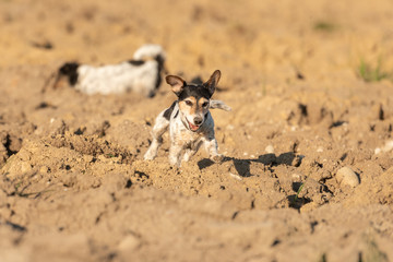 Cute tricolor purebred Jack Russell Terrier dog runs over a field and has a lot of fun doing it.