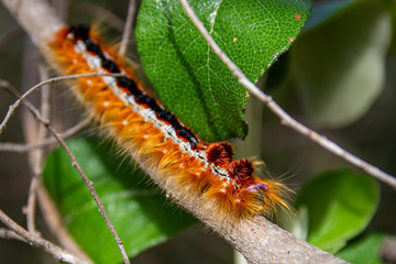 caterpillar on a leaf