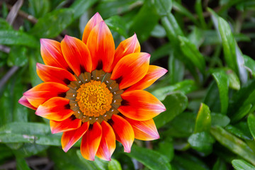 orange flower on green