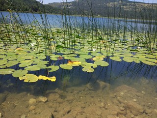 lake in the forest