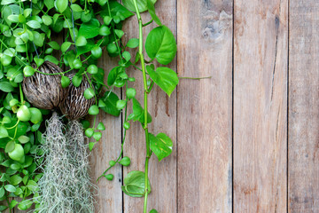 old  wood fence background  with green leaf