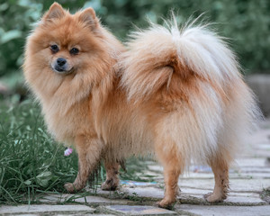 portrait of pomeranian dog