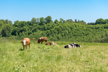 Herd of cows on a lush green pasture. Behind the meadow is a small forest