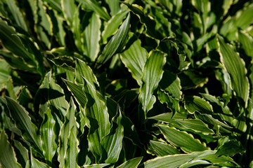 motley white leaves of the hosts with green stripes as a background