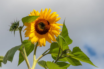 Riesige gelbe Sonnenblume ragt in den blauen Himmel empor und zeigt die Kraft der Sonne für...